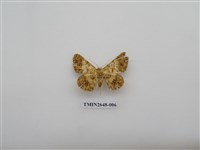 藏品(尺蛾177)的圖片